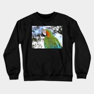 Harlequin Macaw Portrait Crewneck Sweatshirt